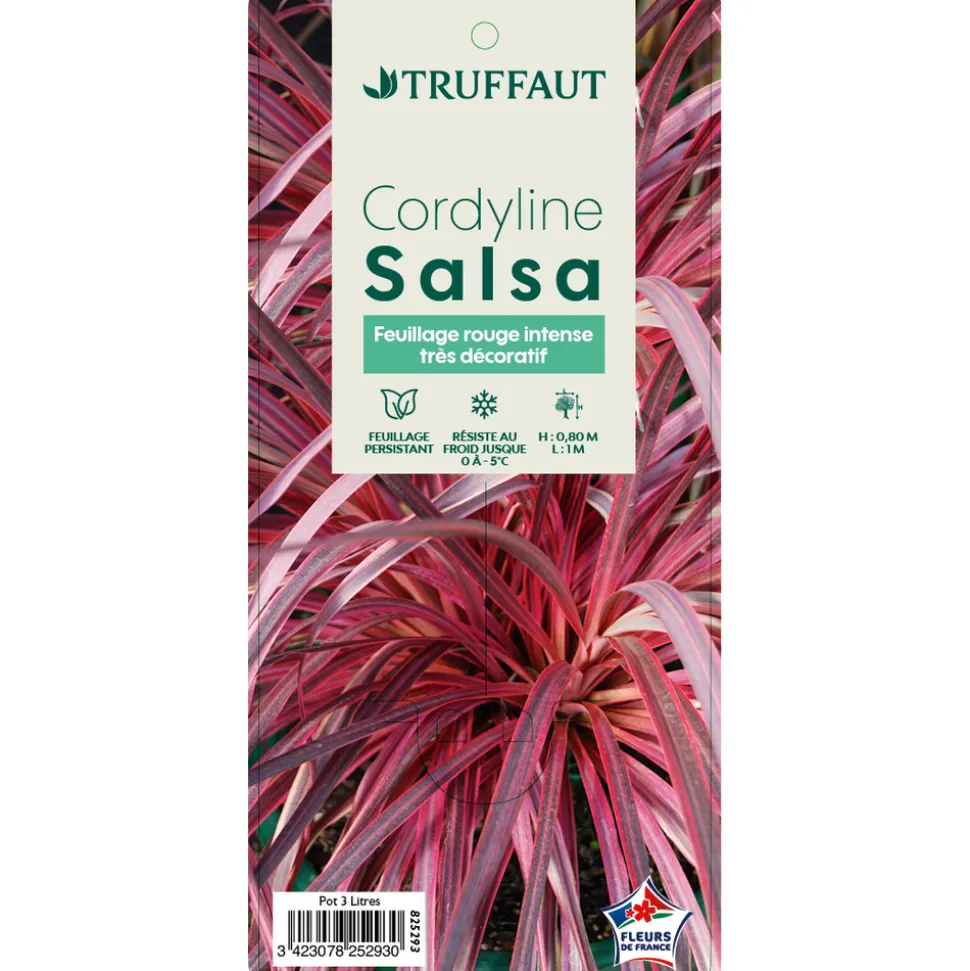 TRUFFAUT - Cordyline 'Salsa®' : pot 3L