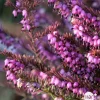 TRUFFAUT - Erica x darleyensis 'Eva Gold®': ctr 1L