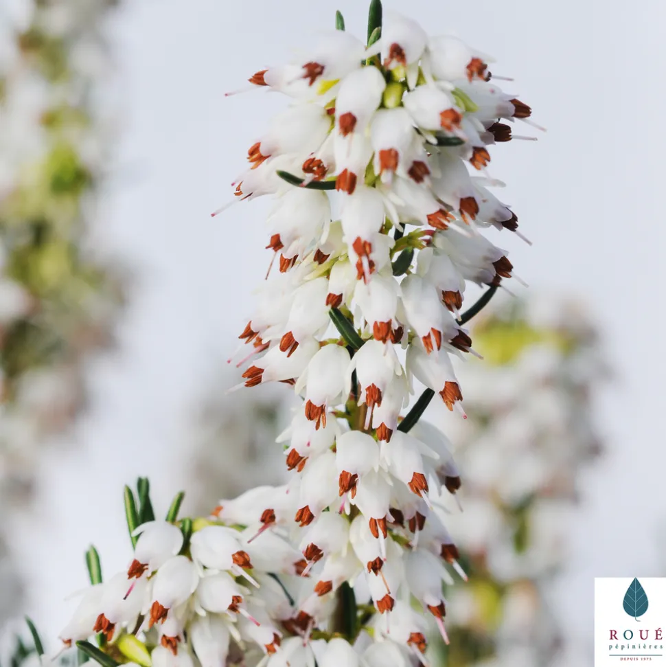 TRUFFAUT - Erica x darleyensis 'White Glow' : conteneur 2 litres
