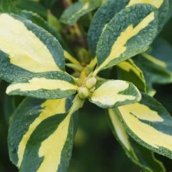 TRUFFAUT - Euonymus 'Blondy®' pot 3L