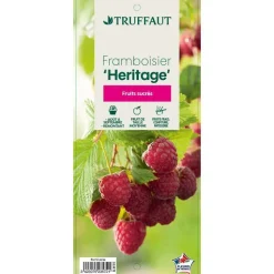 TRUFFAUT - Framboisier 'Héritage' : pot de 5 litres