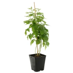 TRUFFAUT - Framboisier 'Malling Promise' : pot de 5 litres
