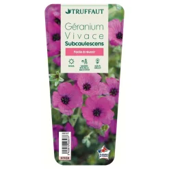 TRUFFAUT - Géranium vivace subcaulescens : godet rouge