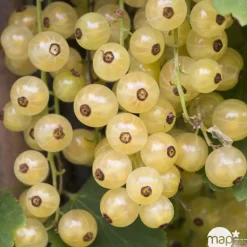 TRUFFAUT - Groseillier à grappes 'Versaillaise blanche': pot de 5 litres