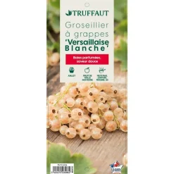 TRUFFAUT - Groseillier à grappes 'Versaillaise blanche': pot de 5 litres