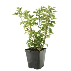 TRUFFAUT - Groseillier à grappes 'London Market' : pot de 5 litres