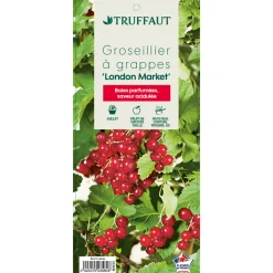 TRUFFAUT - Groseillier à grappes 'London Market' : pot de 5 litres