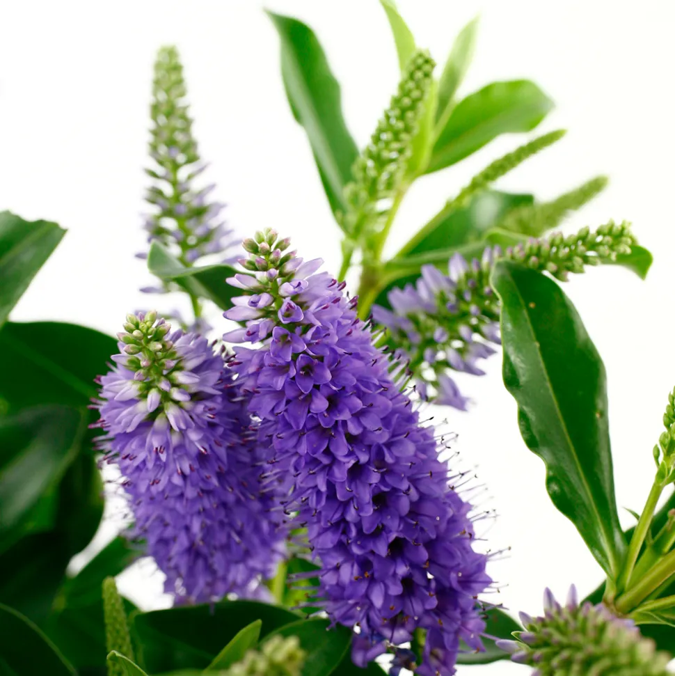 TRUFFAUT - Hebe arbustive à fleurs - pot 4L