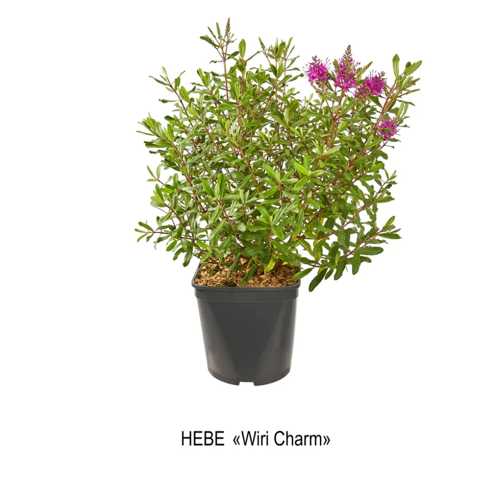 TRUFFAUT - Hebe arbustive à fleurs - pot 4L