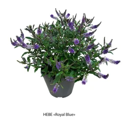TRUFFAUT - Hebe arbustive à fleurs - pot 4L