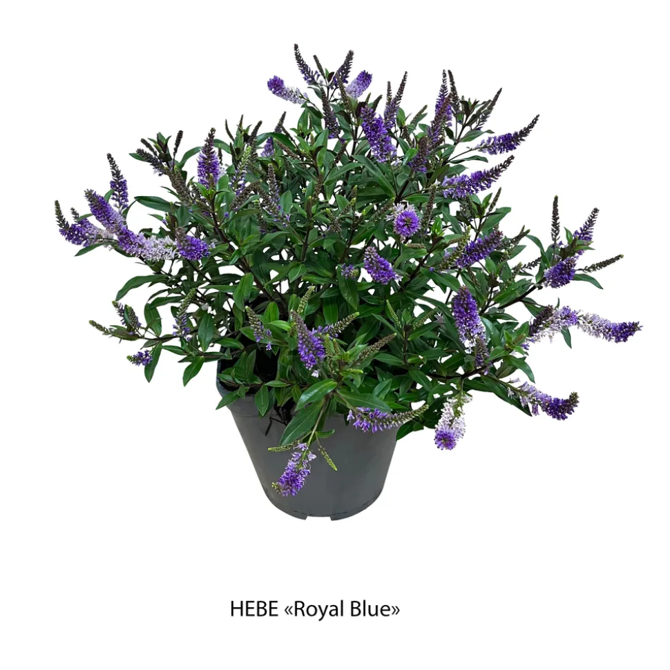 TRUFFAUT - Hebe arbustive à fleurs - pot 4L