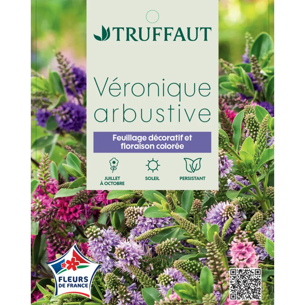 TRUFFAUT - Hebe arbustive à fleurs - pot 4L