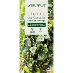 TRUFFAUT - Hedera Gloire de Marengo : ctr de 3 L.