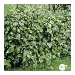 TRUFFAUT - Hedera Gloire de Marengo : ctr 6L