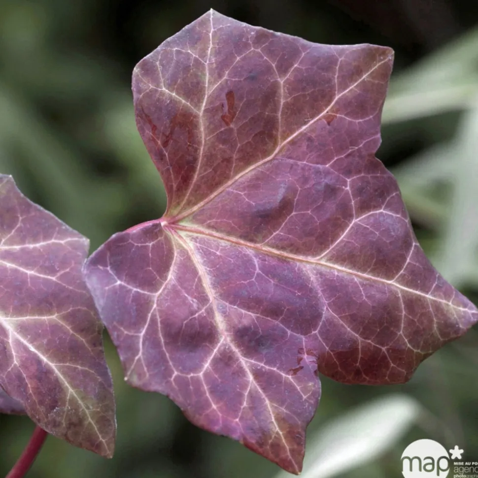 TRUFFAUT - Hedera Hibernica : ctr de 1,5 L.