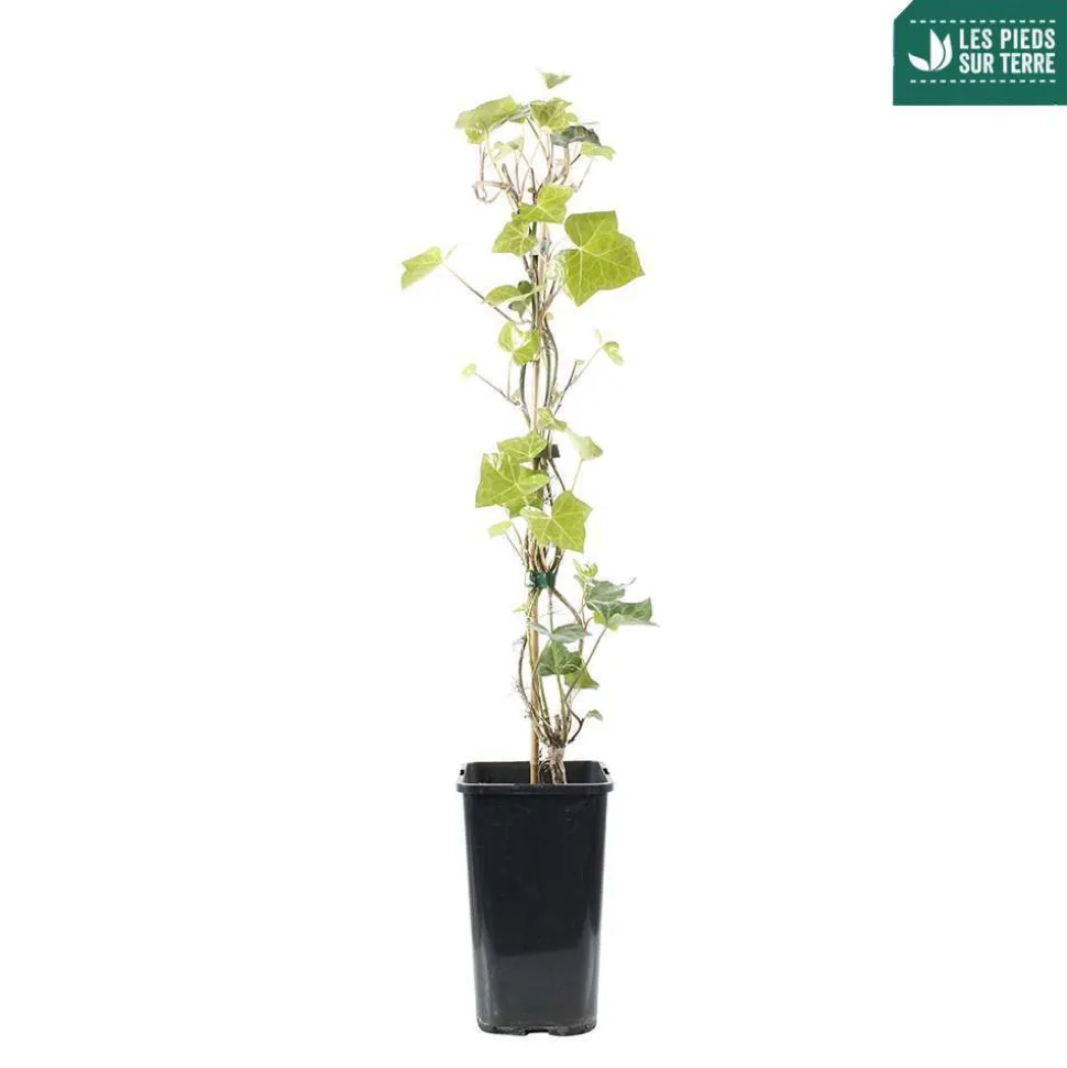 TRUFFAUT - Hedera Hibernica : ctr de 1,5 L.