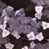 TRUFFAUT - Hydrangea 'Blue Deckle', contneur 3 L