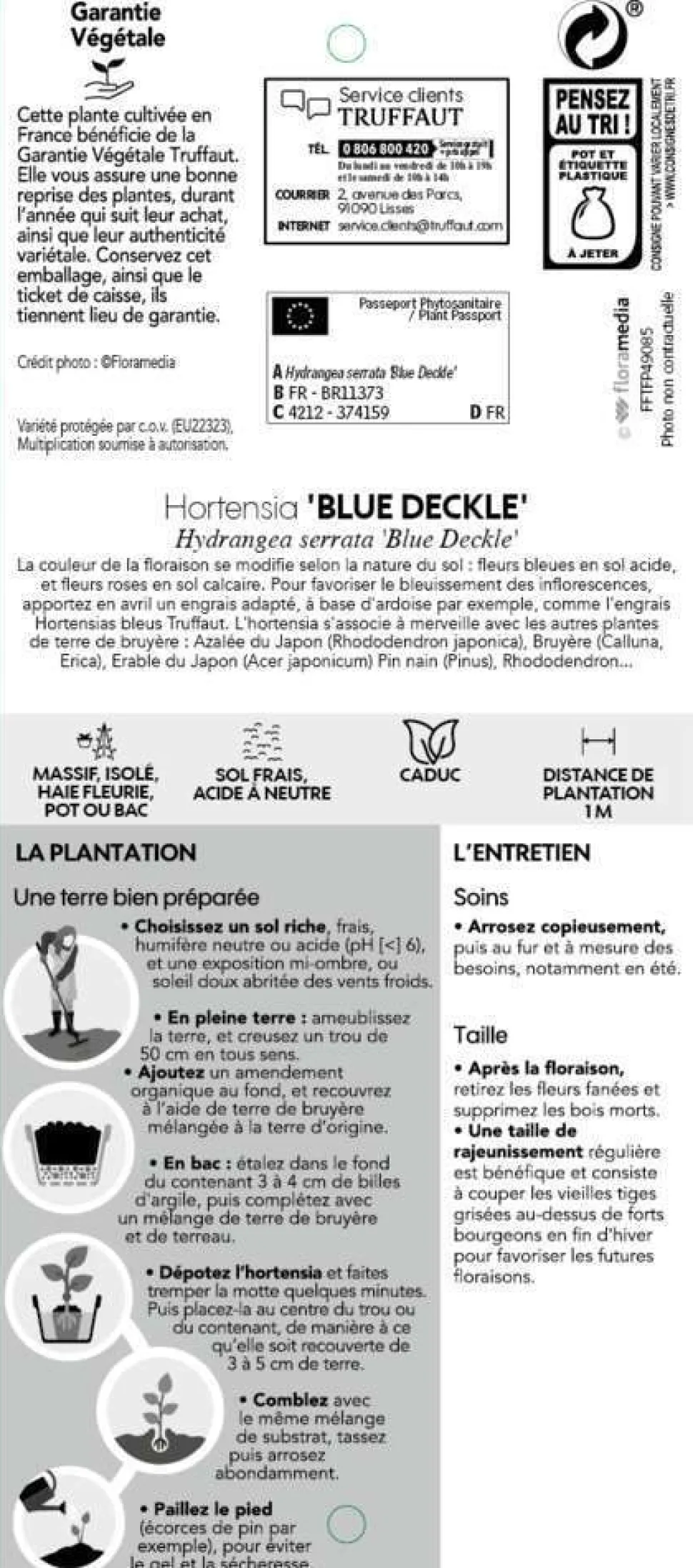 TRUFFAUT - Hydrangea 'Blue Deckle', contneur 3 L
