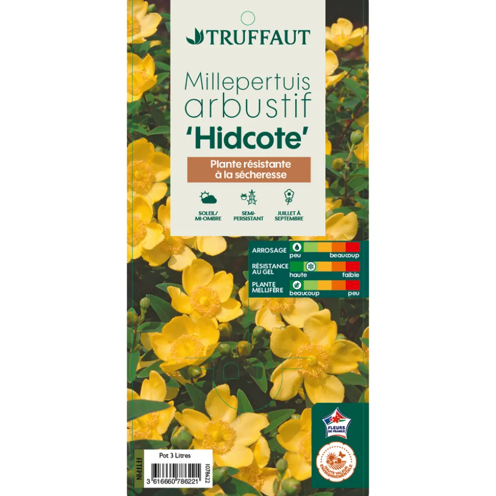 TRUFFAUT - Hypericum ' Hidcote ' : pot de 3L