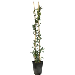 TRUFFAUT - Jasmin étoilé Asiaticum Pink Shower® C3L