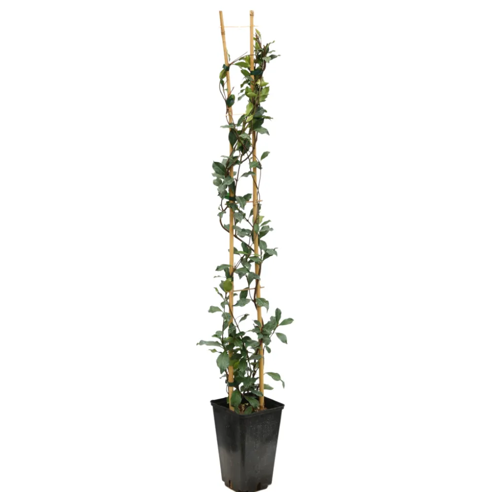 TRUFFAUT - Jasmin étoilé Asiaticum Pink Shower® C3L