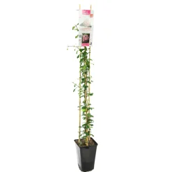TRUFFAUT - Jasmin étoilé Asiaticum Pink Shower® C3L