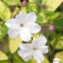 TRUFFAUT - Jasminum officinale Aureum : ctr de 3 Litres
