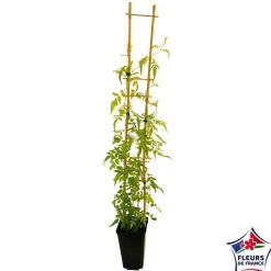 TRUFFAUT - Jasminum officinale Aureum : ctr de 3 Litres