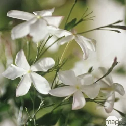 TRUFFAUT - Jasminum officinale : ctr de 3 Litres