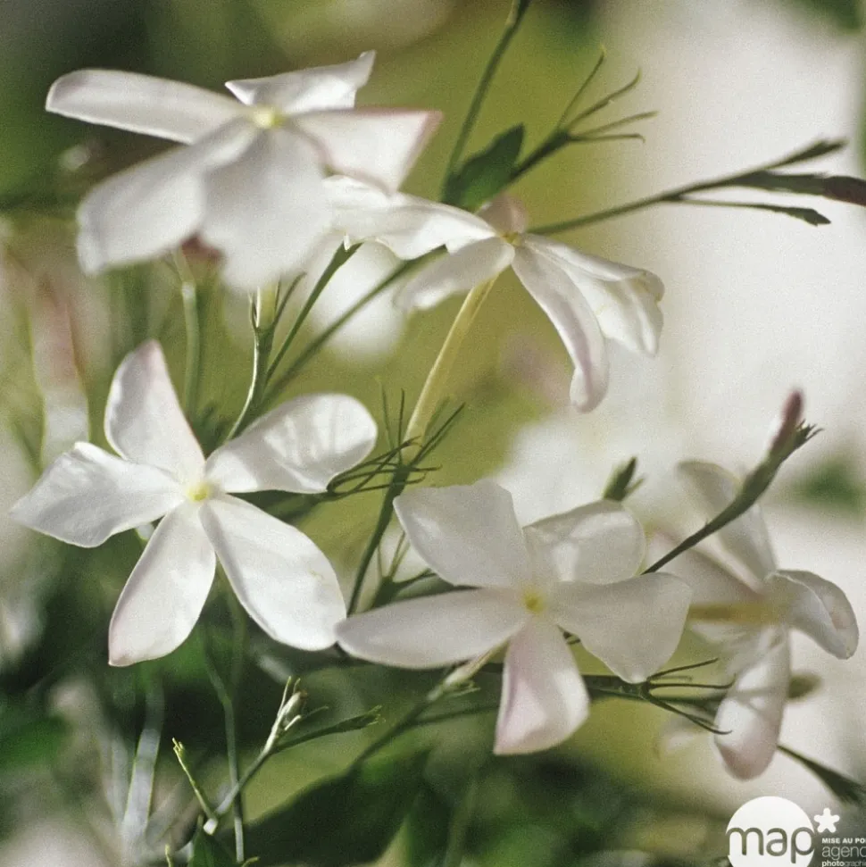 TRUFFAUT - Jasminum officinale : ctr de 3 Litres