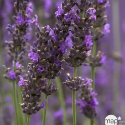 TRUFFAUT - Lavande x intermedia Dutch Lavander pot 3L