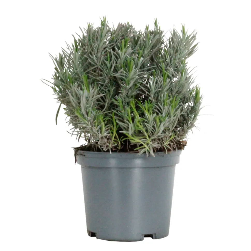 TRUFFAUT - Lavandula angustifolia 'Edelweiss' :3 L RC