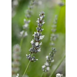 TRUFFAUT - Lavandula angustifolia 'Edelweiss' :3 L RC