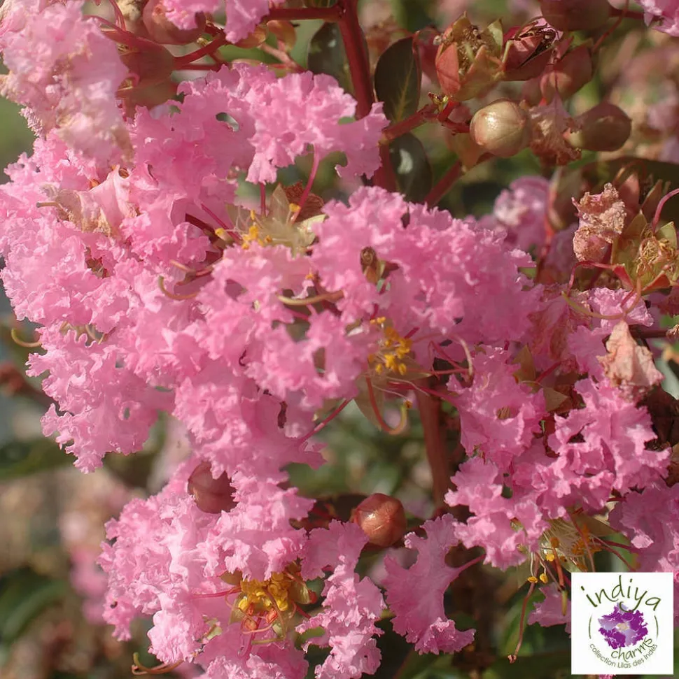 TRUFFAUT - Lilas des Indes pot déco 7,5L