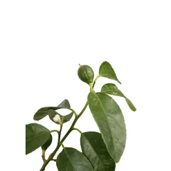 TRUFFAUT - Lime vert, 1/4 Tige - Pot 4/5L