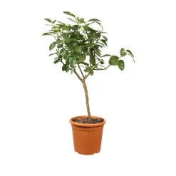 TRUFFAUT - Lime vert, 1/4 Tige - Pot 4/5L