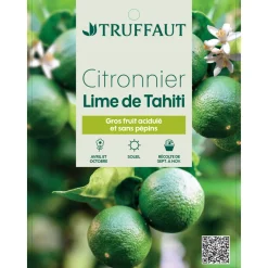 TRUFFAUT - Lime vert, 1/4 Tige - Pot 4/5L