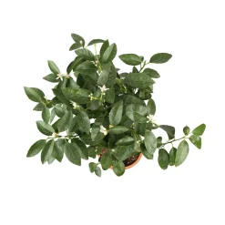 TRUFFAUT - Lime vert, 1/4 Tige - Pot 4/5L