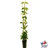 TRUFFAUT - Lonicera Copper Beauty ® : ctr de 3 Litres