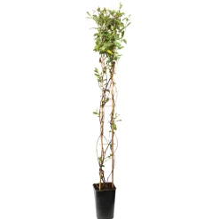 TRUFFAUT - Lonicera 'Dart's Acumen': pot 3L