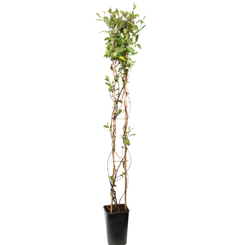 TRUFFAUT - Lonicera 'Dart's Acumen': pot 3L