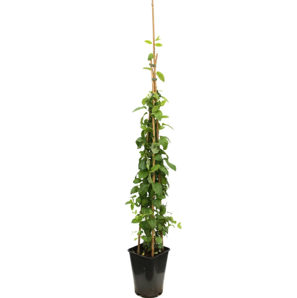 TRUFFAUT - Lonicera Henryi Truffaut : C6L