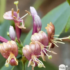 TRUFFAUT - Lonicera Henryi : ctr de 3 L