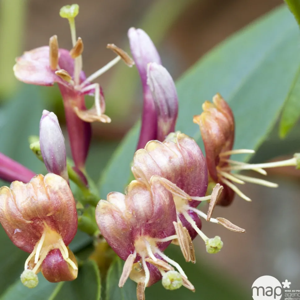 TRUFFAUT - Lonicera Henryi : ctr de 3 L
