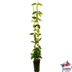 TRUFFAUT - Lonicera Henryi : ctr de 3 L