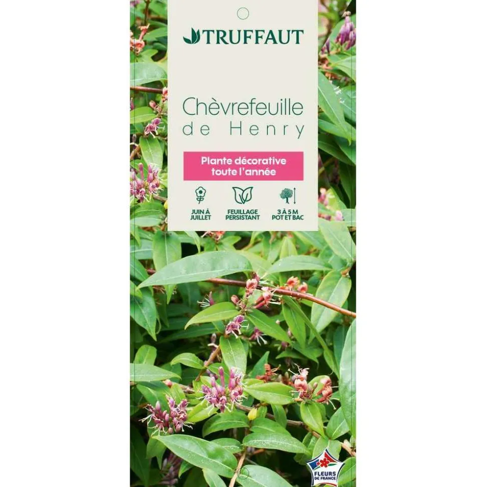 TRUFFAUT - Lonicera Henryi : ctr de 3 L