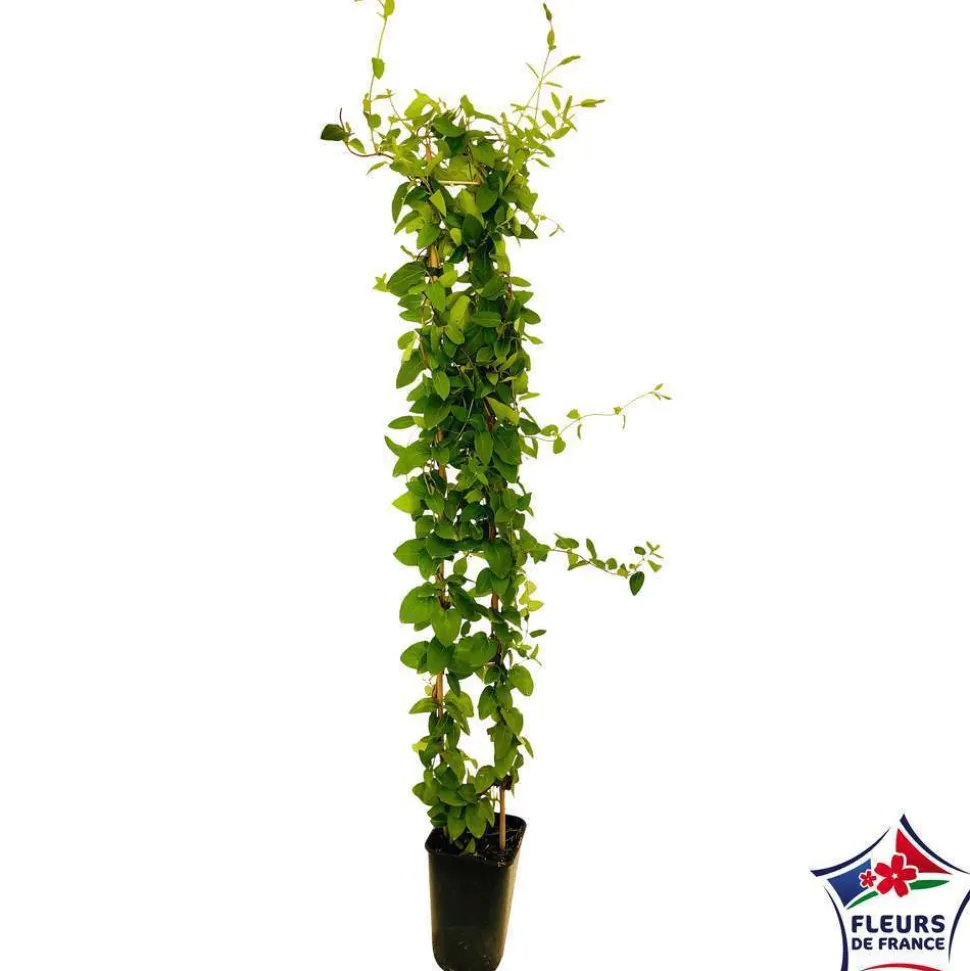 TRUFFAUT - Lonicera japonica Hall's Prolific : ctr de 3 Litres