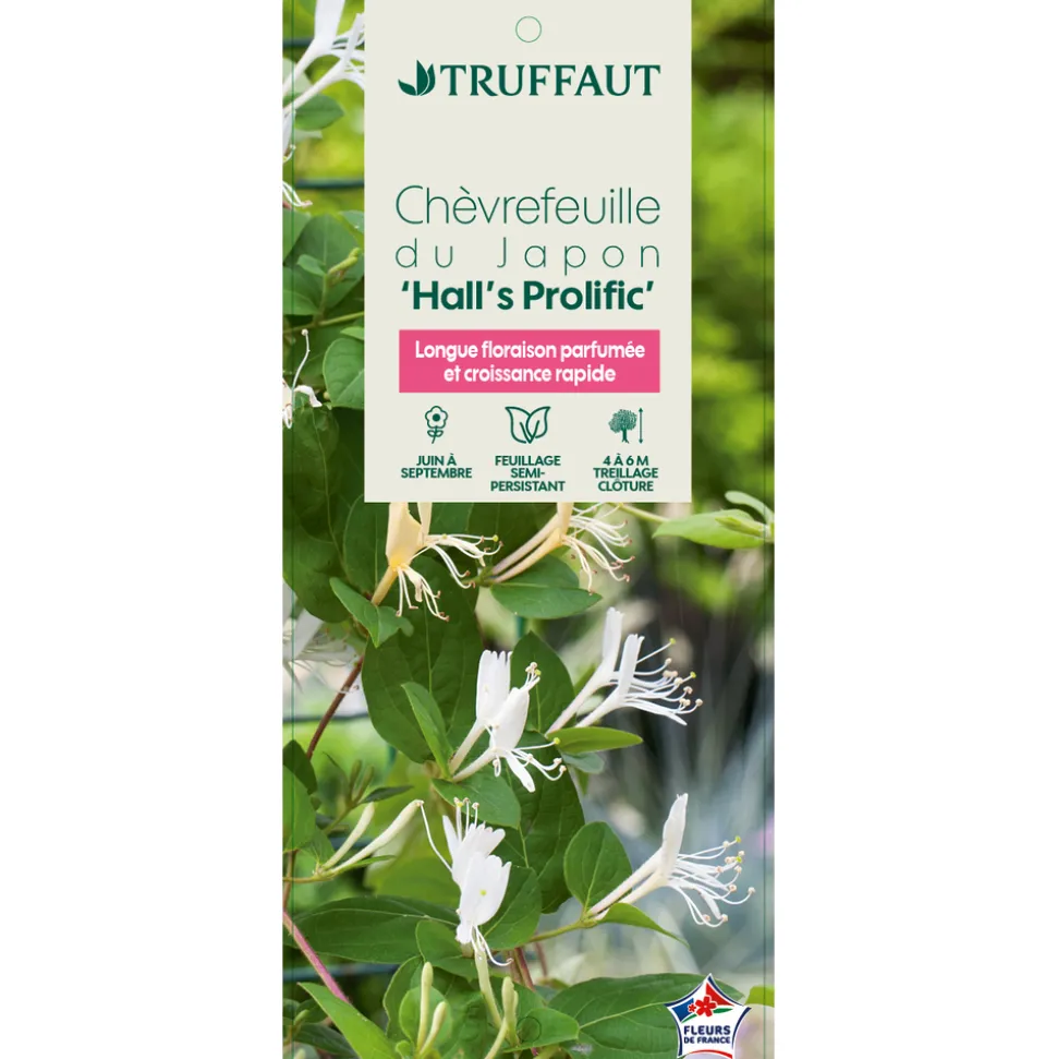 TRUFFAUT - Lonicera japonica Hall's Prolific : ctr de 3 Litres