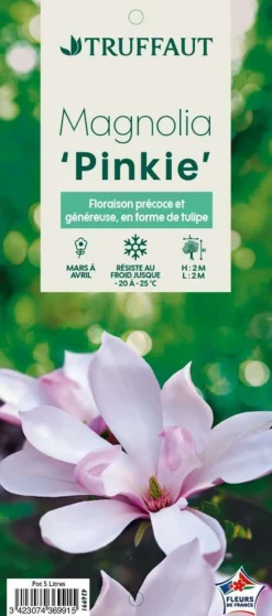 TRUFFAUT - Magnolia x Pinkie : conteneur rond carré de 5 L