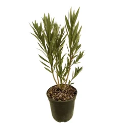 TRUFFAUT - Nerium Oleander Harriet Newding' pot 5L
